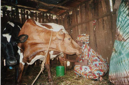 Cows