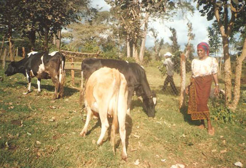 Cows grazing