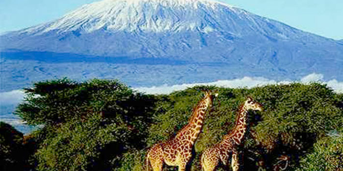 Kilimanjaro